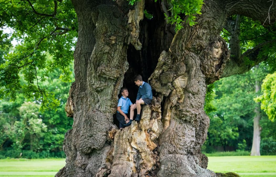 Hazlegrove's 1000 Year Old Oak makes it to The Tree of the Year Award Shortlist